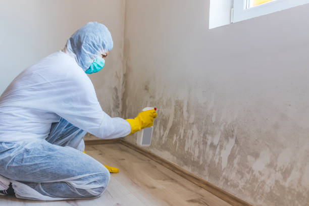 Licensed Commercial Mold Remediation service in South Amboy, NJ - WQB Mold Removal